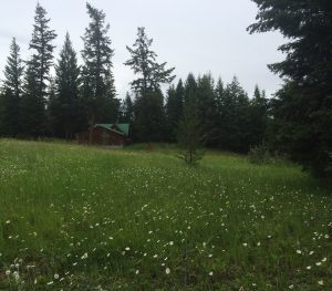 A field full of daisies