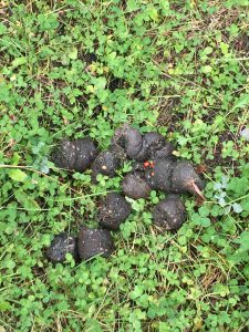 Bear Scat