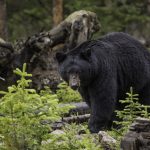 black bear encounters, bear encounters, 