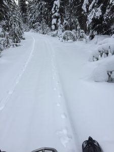 Cougar and Wolf Tracks