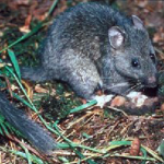 pack rat, how to get rid of pack rats, trapping rats, 
