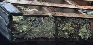 pack rat nest