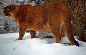 Cougar