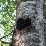 chaga, chaga mushroom, wild chaga mushroom