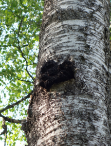 Chaga Mushroom