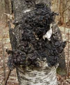 Chaga