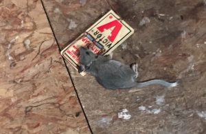 pack rat trap
