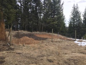 Planting Garlic