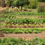 Vegetable Garden