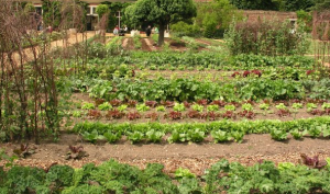 Vegetable Garden