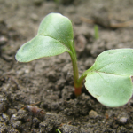 Starting Vegetable Seeds Indoors