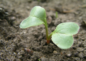 Starting Vegetable Seeds Indoors
