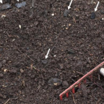 Composted Soil