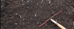 Composted Soil