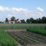 Crop Rotation Organic Gardening