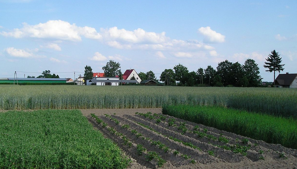 Crop Rotation Organic Gardening