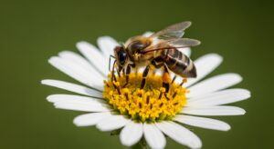 Pollinators and companion plants supporting a healthy vegetable garden