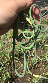 Garlic Scapes