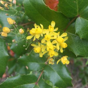 Oregon Grape Facts, Oregon Grape