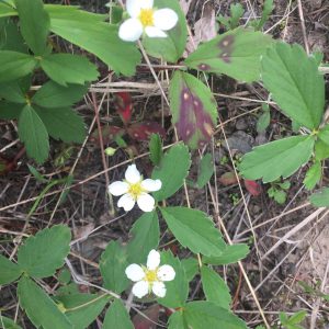 Wild Strawberry