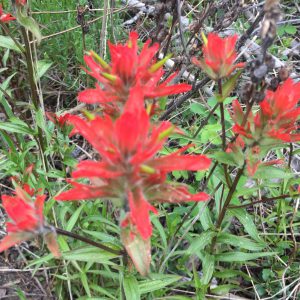 Indian Paintbrush