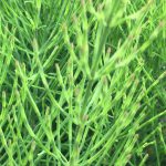 Horsetail