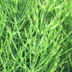 Horsetail