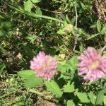 Red Clover