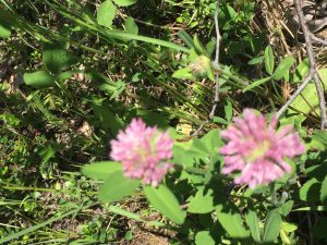 Red Clover