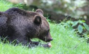 bear proof chicken coop