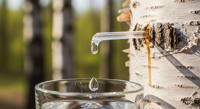 Birch water dripping from birch tree into a glass container