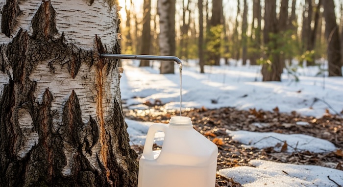 birch water being tapped from a tree