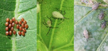 Squash bug and eggs