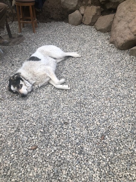 Our dog laying in the Greenhouse